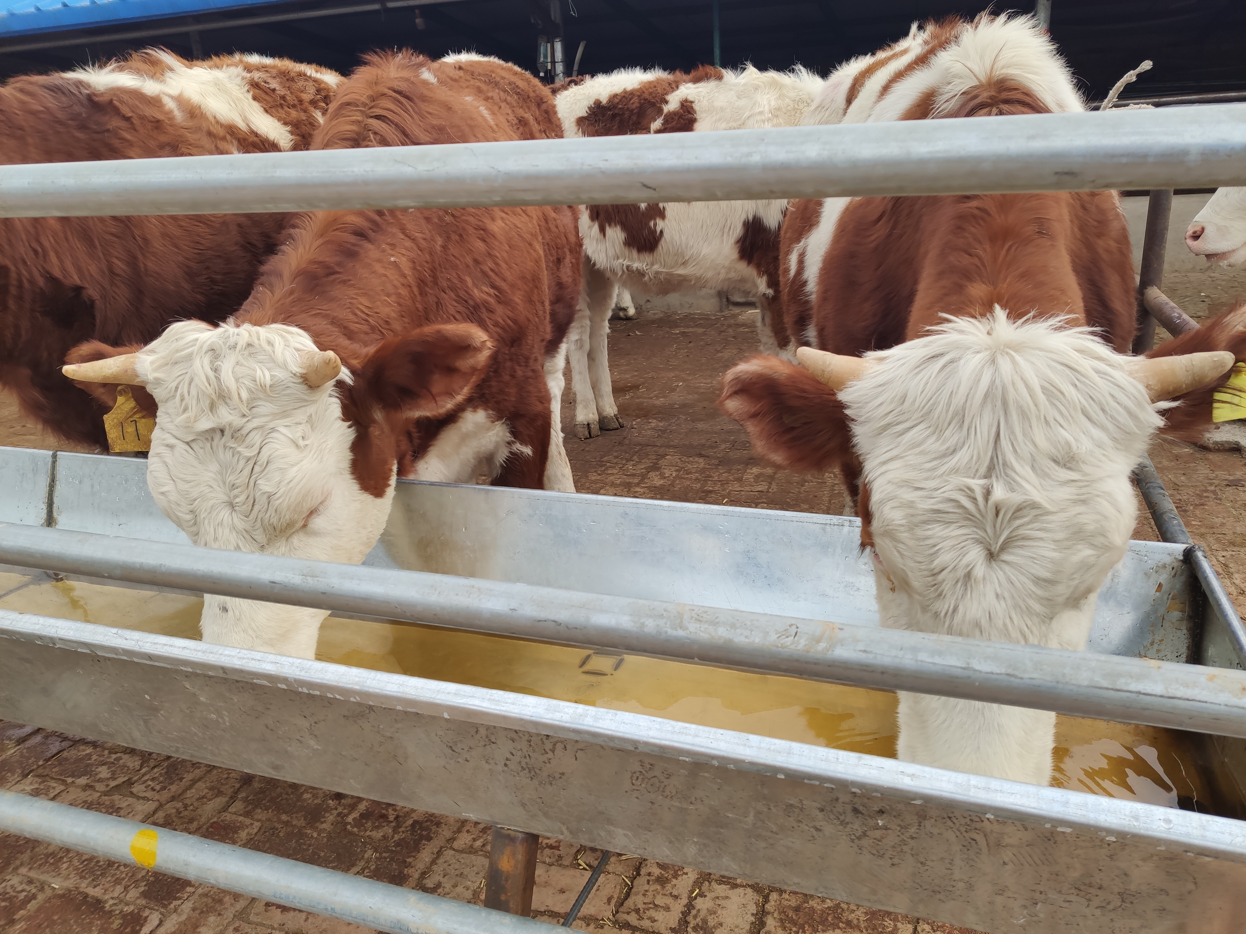 养牛的成本增加了,那养牛到底还能不能有利润呢?很多人都迷茫了