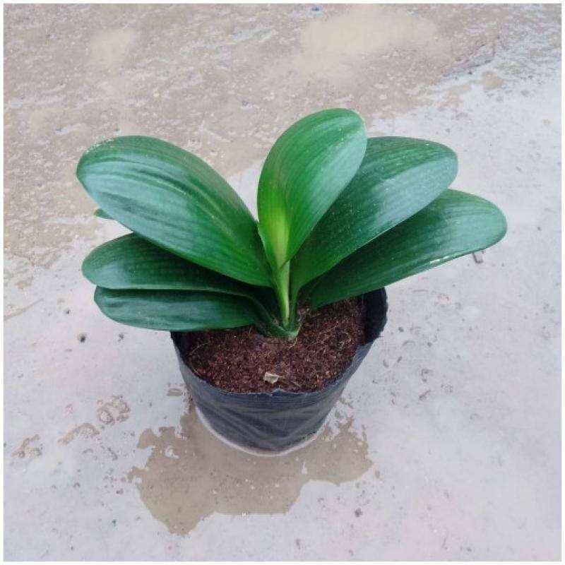 刚买回来的君子兰小苗怎么栽植,刚分出来的君子兰小苗怎么栽