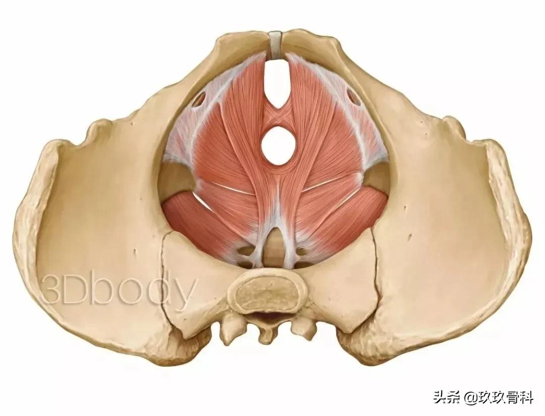 盆底肌有多重要这3点你应该知道,了解脏器功能