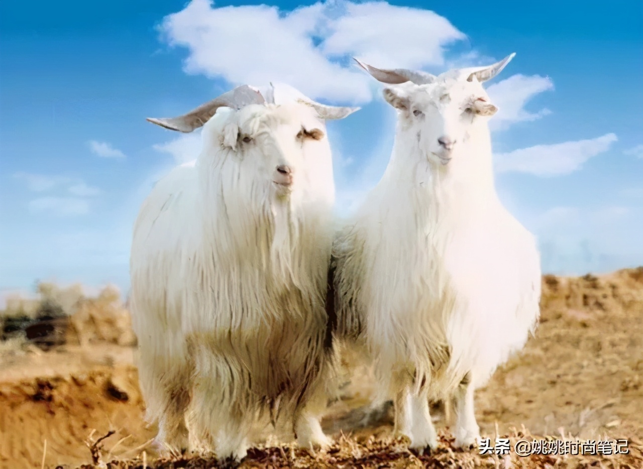 羊毛在羊身上出羊绒,羊毛出在羊身上案例