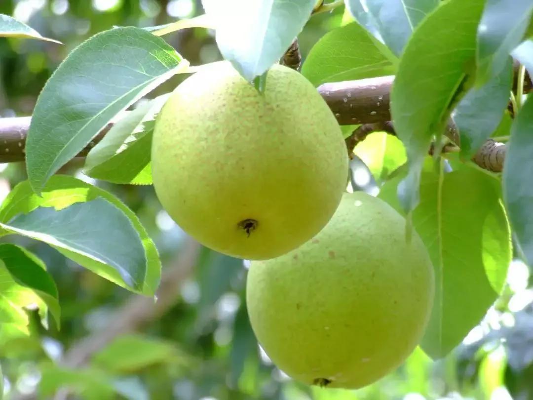 一年四季的时令蔬菜,一年四季的时令水果大全