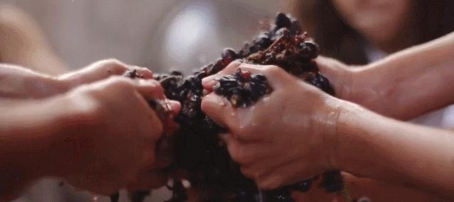 一瓶真正的自然酒的诞生丨Zorzal酒庄专访