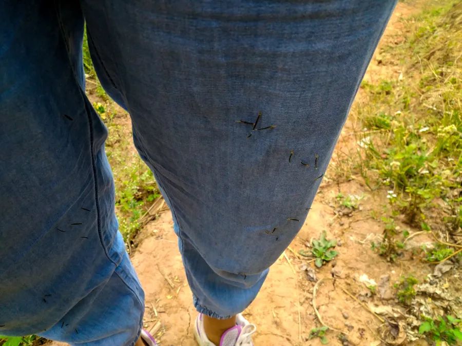 告庄西双景游玩多长时间,告庄西双景值得去吗