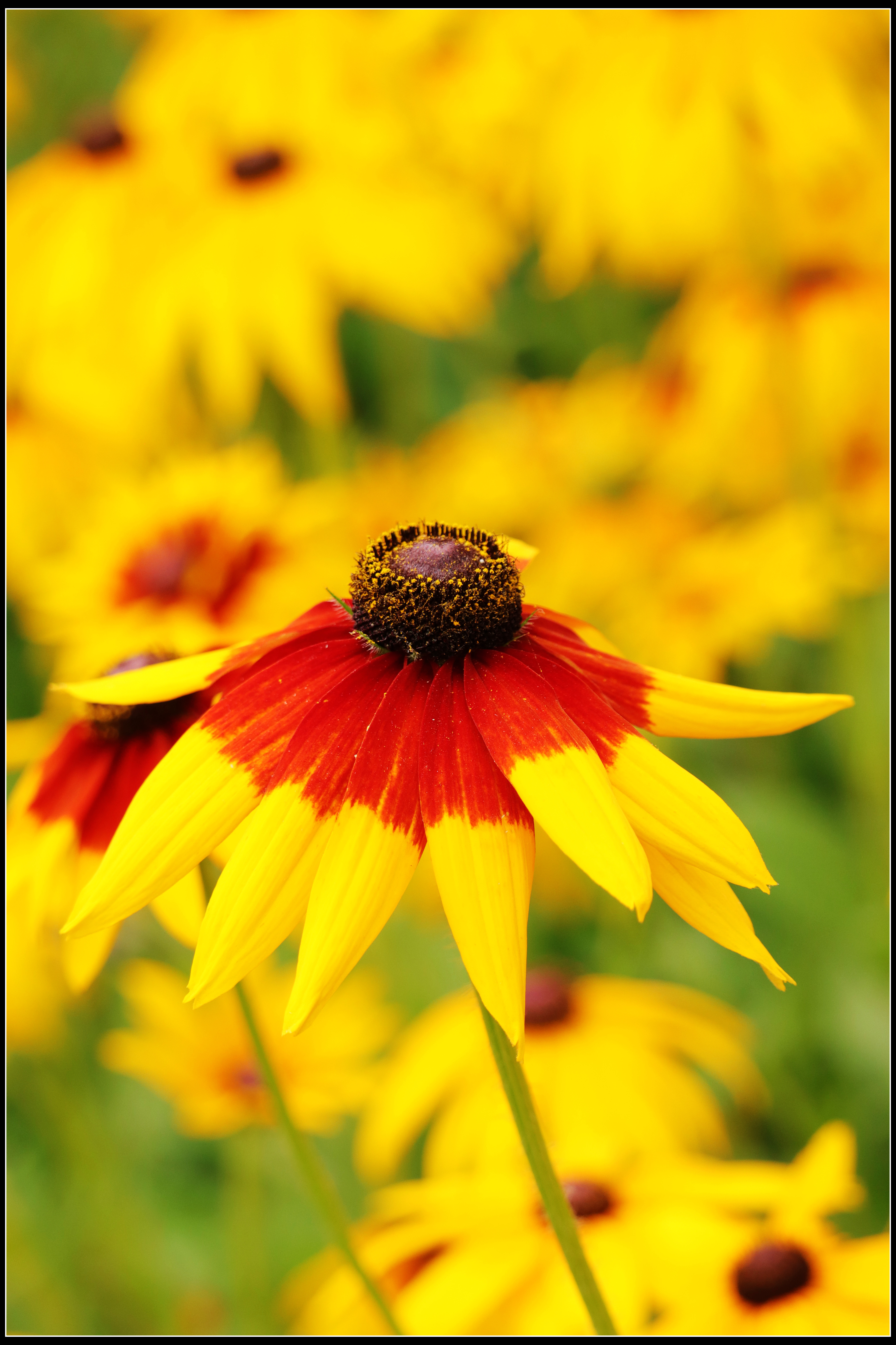 这种花便宜还好养活,5种坑人的花