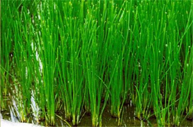 马蹄又名荸荠的栽培技术,荸荠种杨梅的栽培管理视频