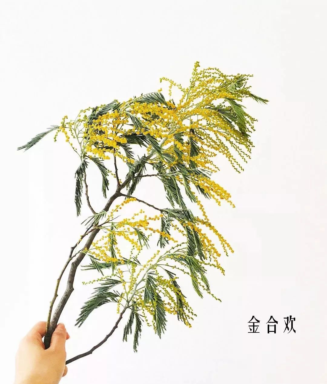 鲜花店常见花材品种大全,花店里同款的两种不同价格的花材