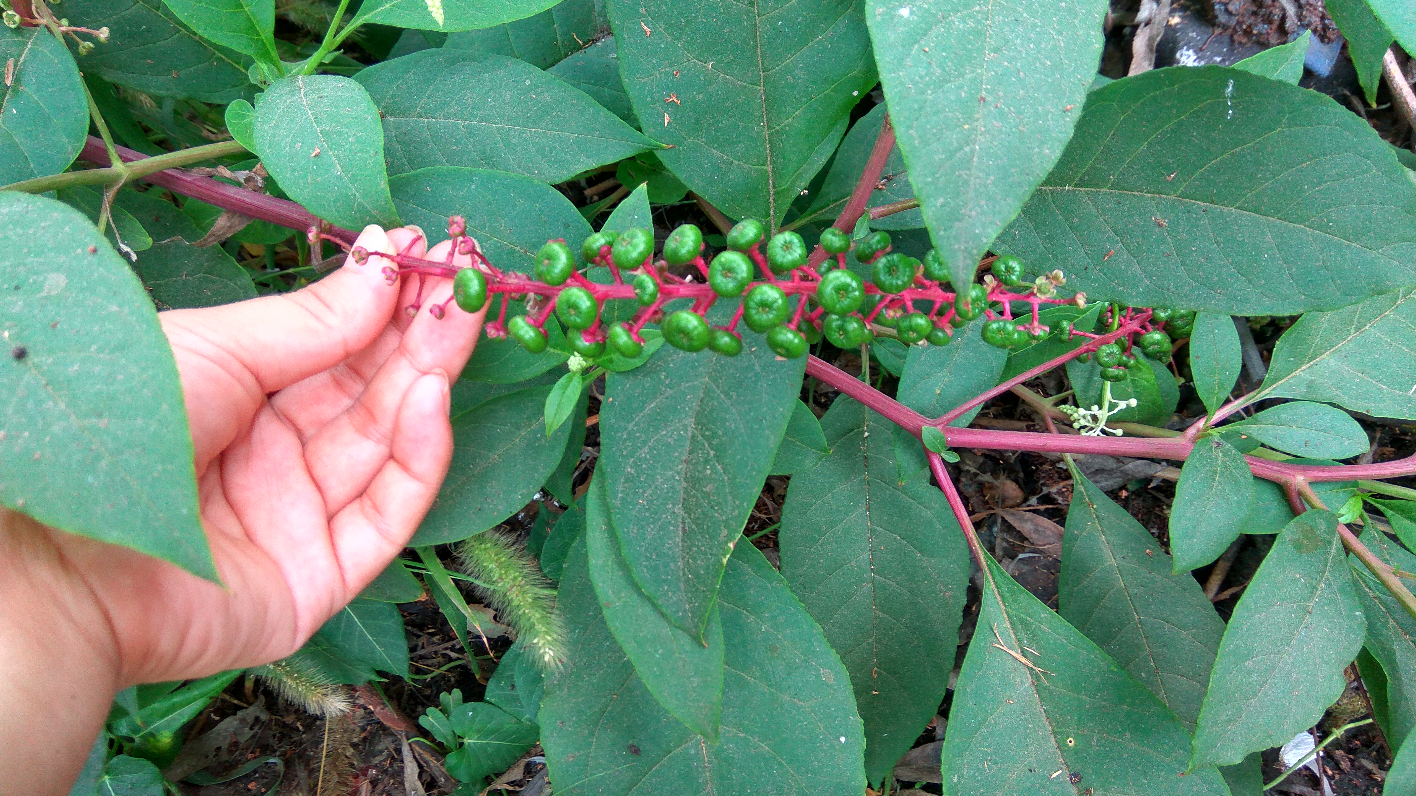 为什么水泥地会长高,为什么草坪会长很多杂草呢