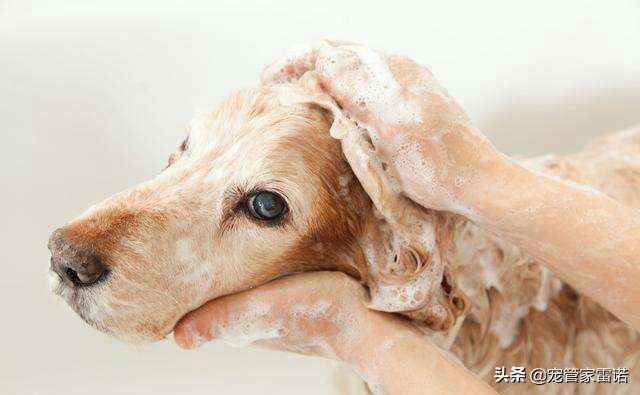 没经验养宠物,没经验可以养狗吗