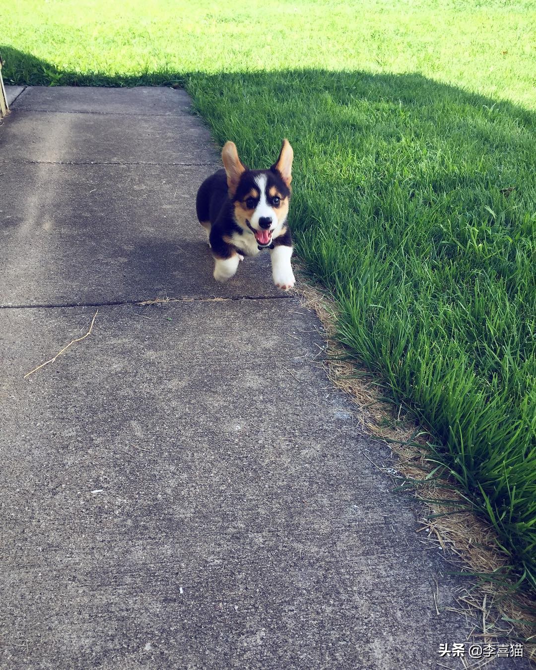 辟谣：并不是所有小型犬都不追求运动量，小短腿柯基就很需要运动