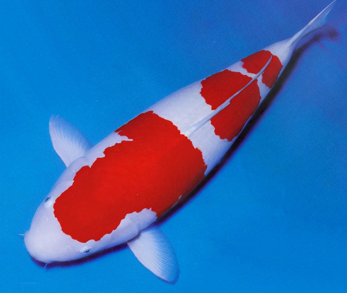 锦鲤的十三个大类名字叫什么,锦鲤十三鳞