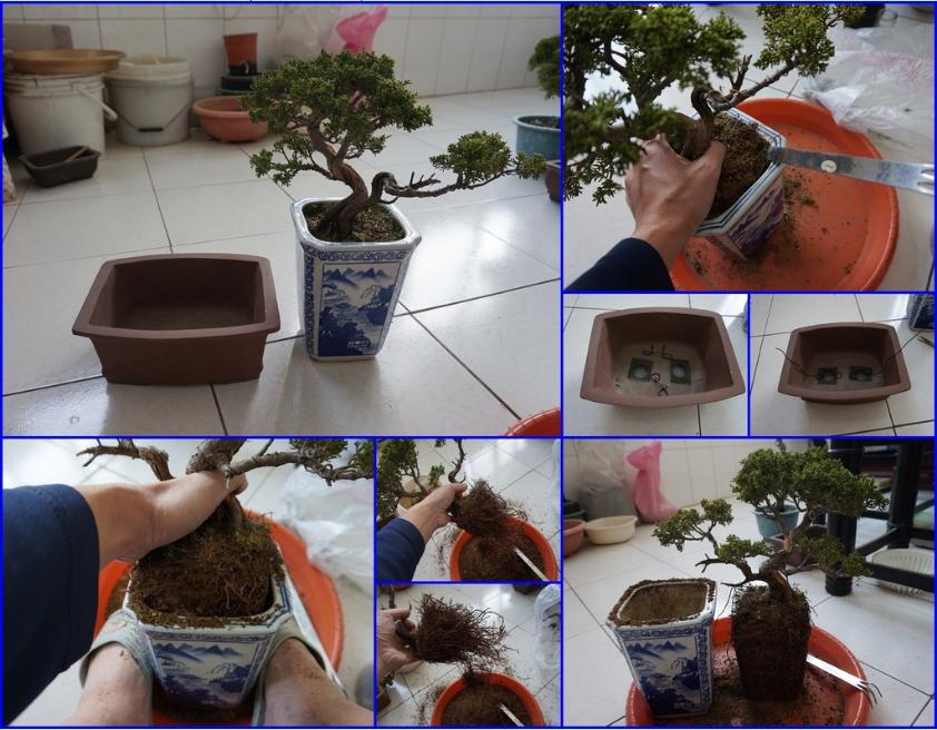 鱼川真柏盆景养殖方法,从养多肉到盆景