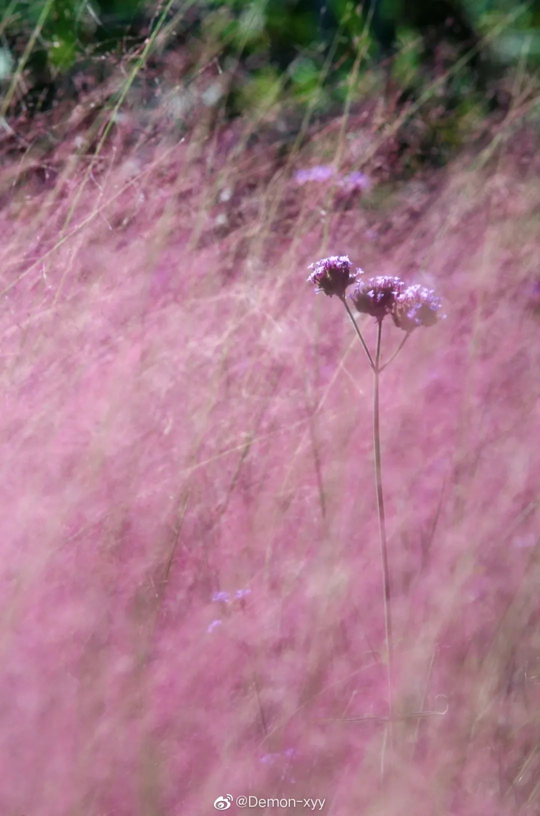 粉黛乱子草红了！成都周边这6个地方，不收门票这周就能去