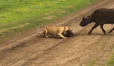 狮子大战野牛被其他野牛围攻,两只狮子对一只野牛展开猎杀