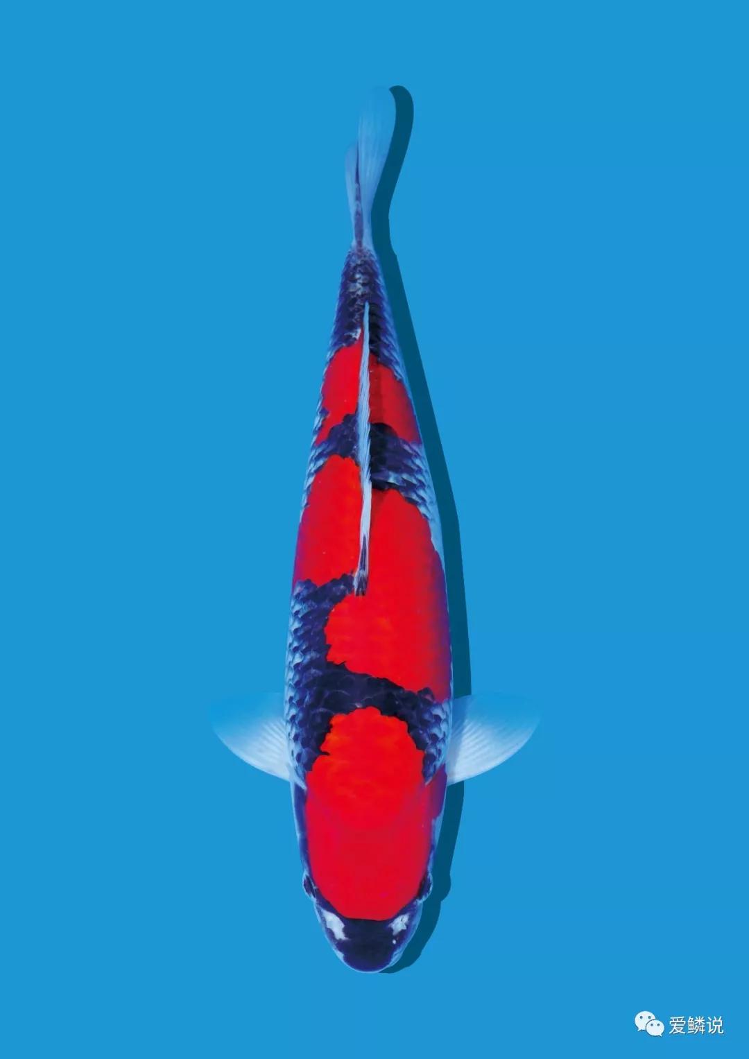 锦鲤眼睛凹陷还有血丝怎么回事,锦鲤尾巴上红色血丝是正常的吗