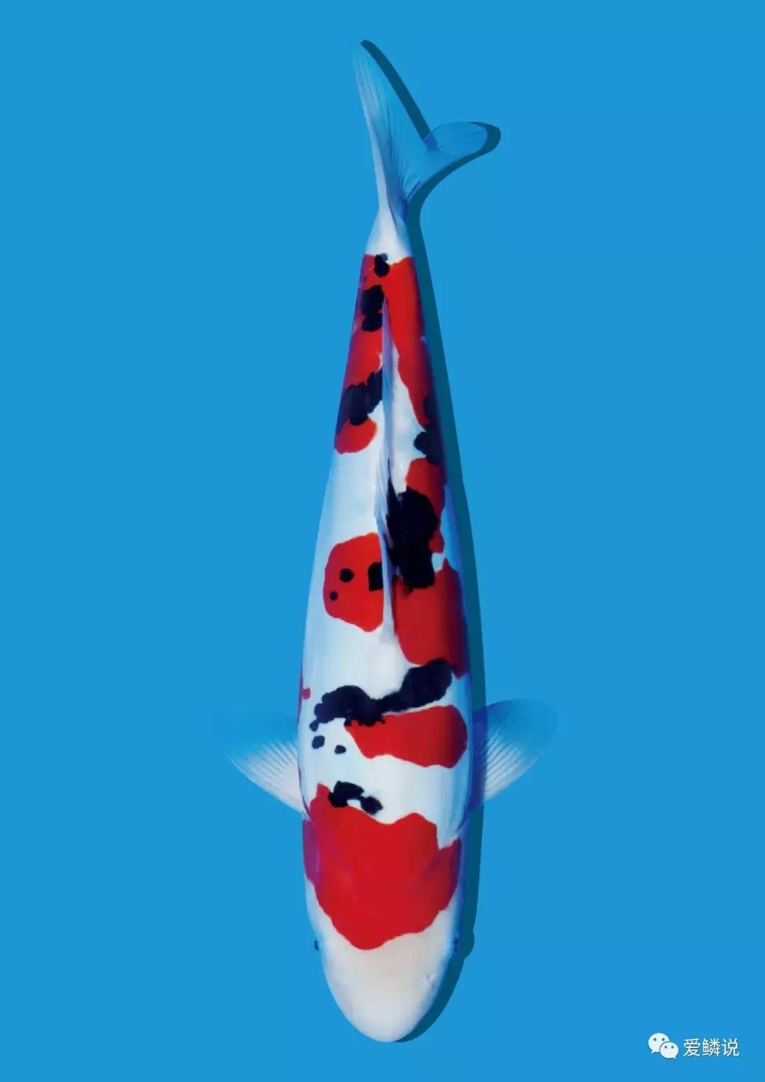 蝴蝶鲤容易生病的原因,警惕成长环境对我们的影响