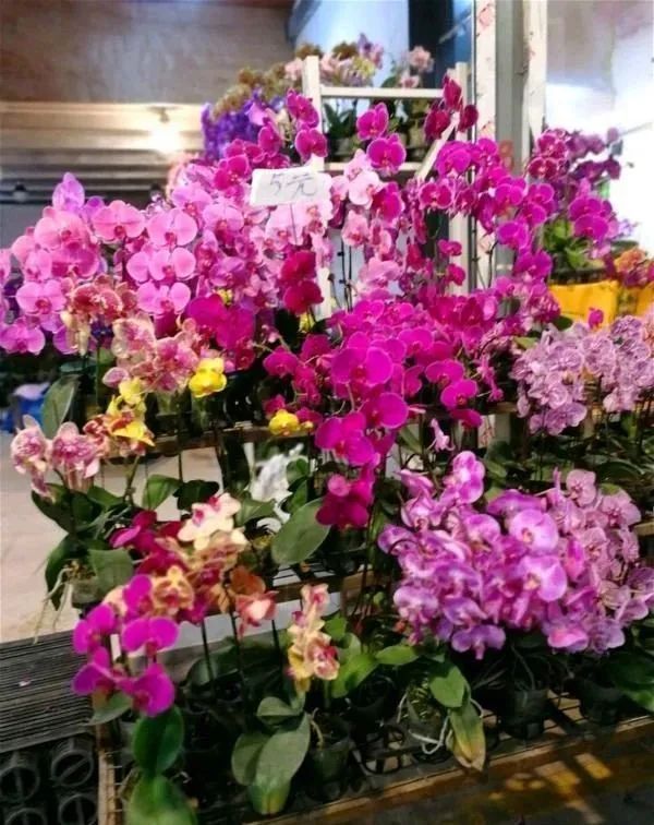 去花市买花千万别买这4种花,春天逛花市5种花千万别买