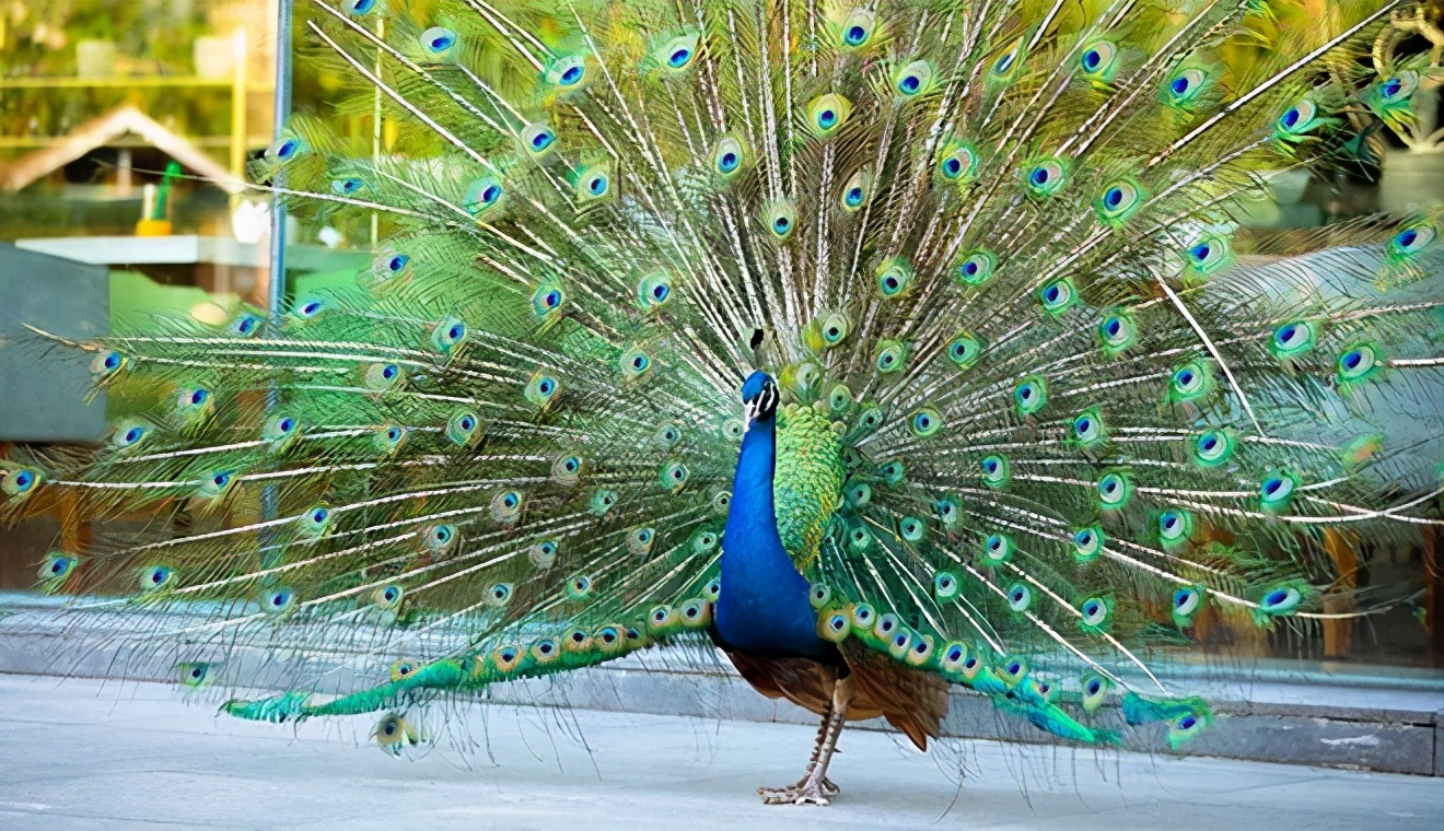 安吉君澜度假酒店周围有什么景点,安吉君澜度假酒店团购