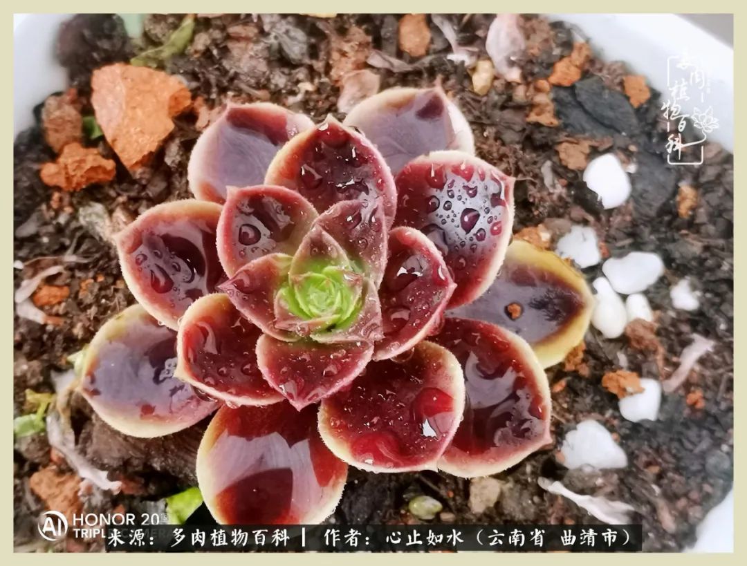 感谢陪伴感恩所有的遇见,让每个人都能感受到多肉的美好