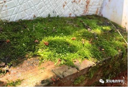 黄缘龟该如何造景,黄缘龟造景用河沙