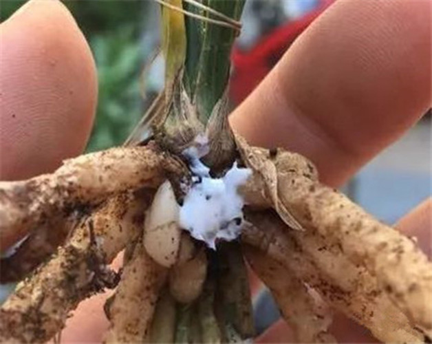 都有哪些过期的药片可以养花,过期的养花药有哪些