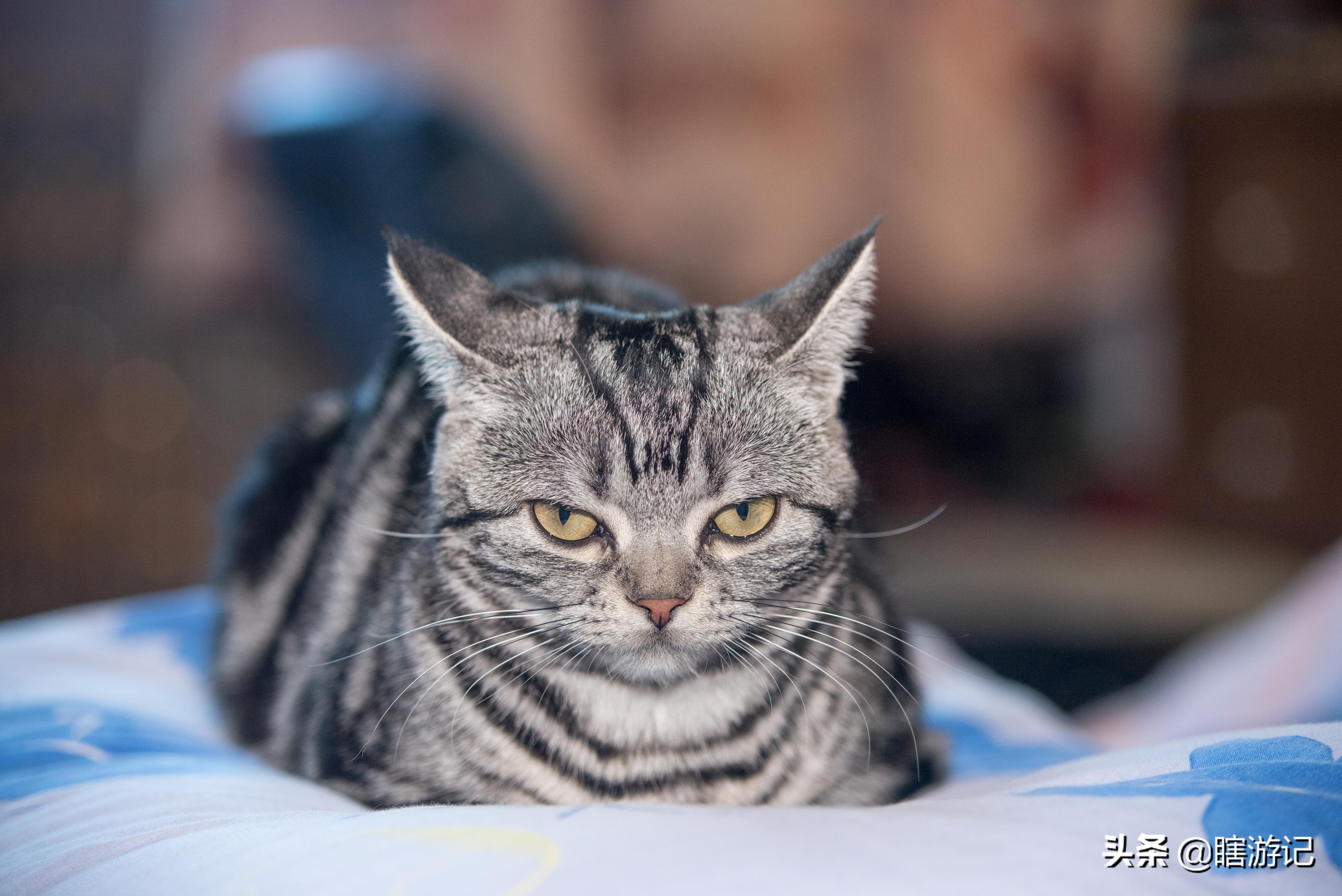 美短猫怎样才能让它跟着你,美短粘人的猫