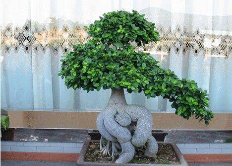 榕树盆景放卧室里好吗,榕树盆景适合放卧室吗