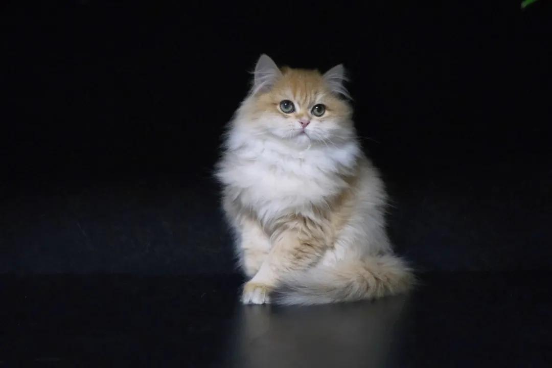 猫咪总是拉屎在地上怎么办,猫咪总是在一个地方乱拉屎怎么办