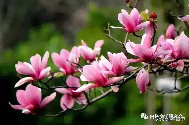 介庙牡丹（昊然）