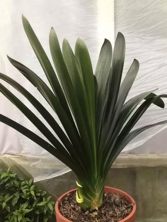 君子兰夹箭磷酸二氢钾怎么施肥,君子兰怎样管理才能够开花长得快