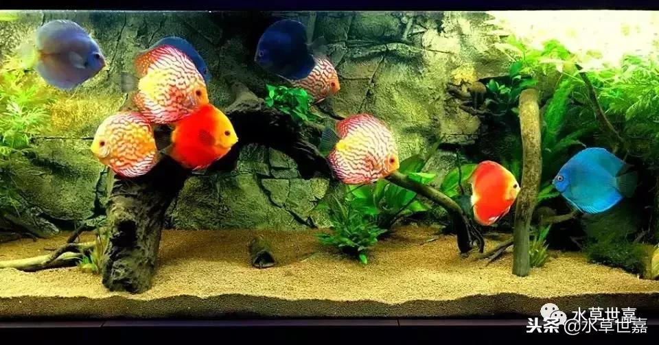 七彩神仙鱼水族箱布景,七彩神仙鱼苗繁殖技术