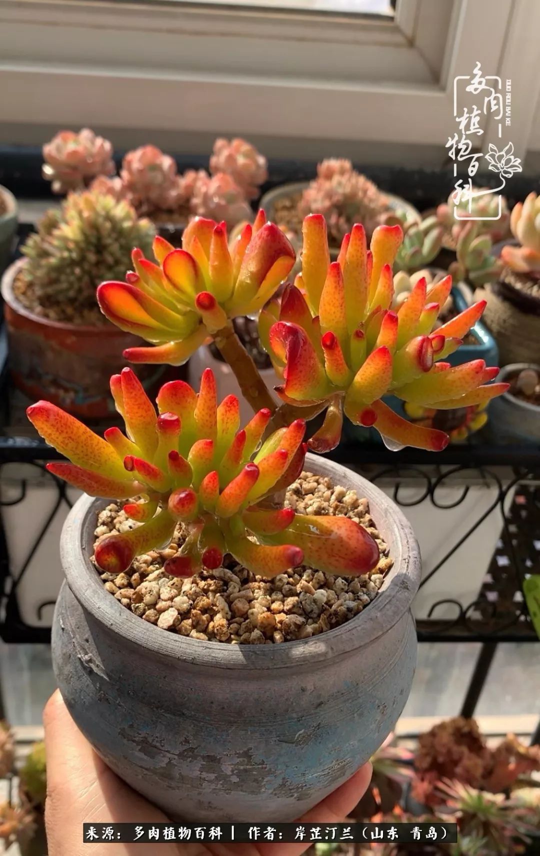 寒冷的冬季唯有多肉,冬日里的多肉宛如雪莲花