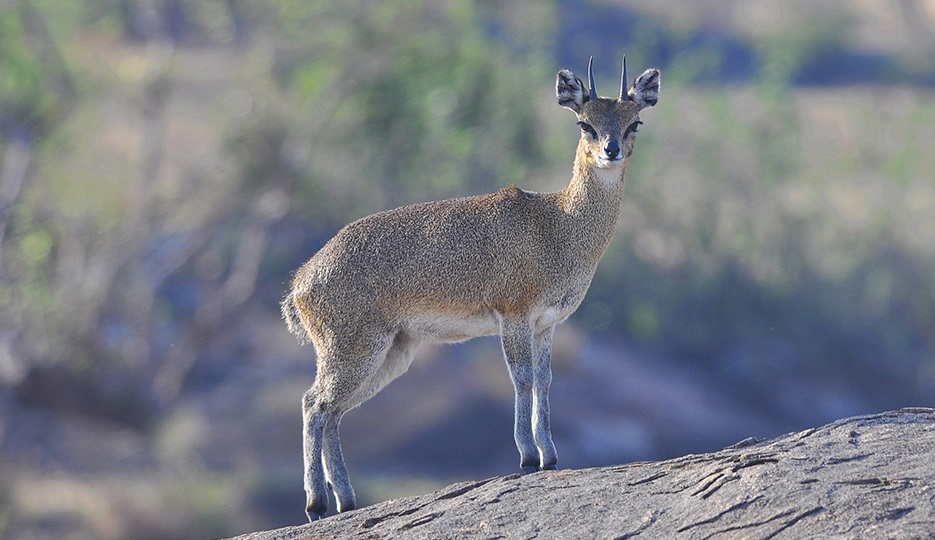 非洲牛科,物种繁多,来认识一下非洲大陆的各种羚羊吧