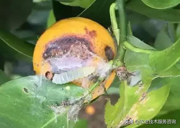 柑橘虫害高清图谱及防治方法,柑橘虫害物理消灭