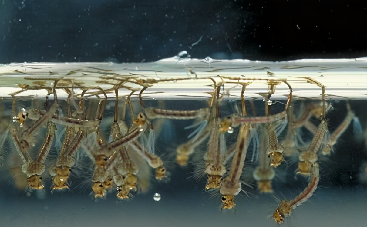 欧洲麦穗鱼泛滥,麦穗鱼入侵哪些国家