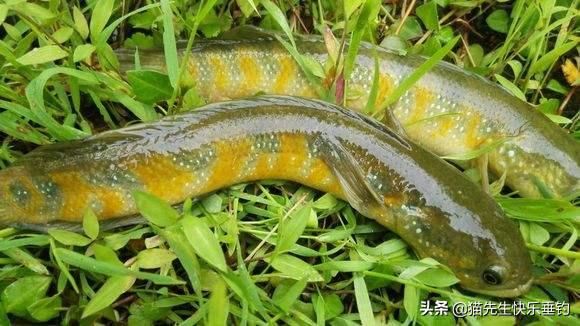 它全身披满点点星光，营养丰富，详解野钓稀缺鱼种——七星鱼