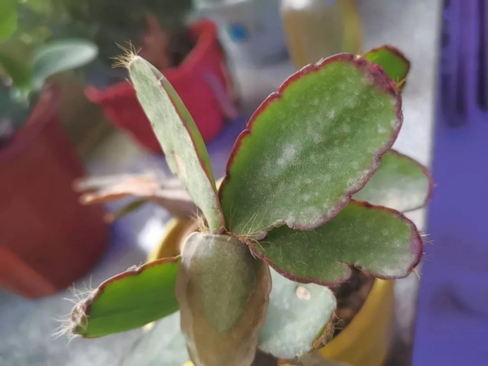 植物叶子长白色斑点怎么办,植物叶片上长满了白点是什么原因