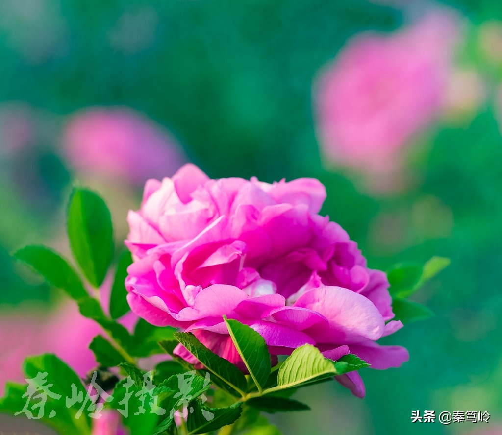 五月玫瑰花期,五月玫瑰盛开时