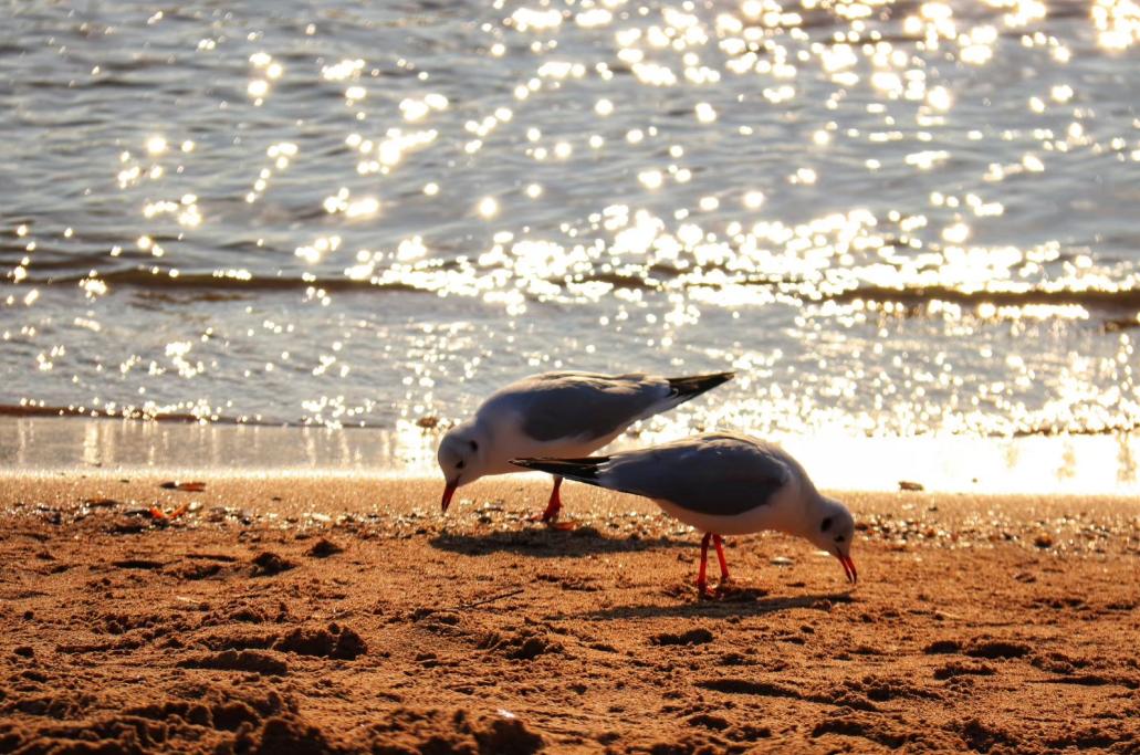 有关秦皇岛的歌曲,这些经典流行歌曲满满的都是回忆