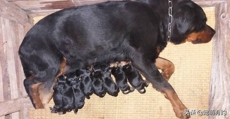 罗威纳成年犬怎样听话,罗威纳犬温顺听话