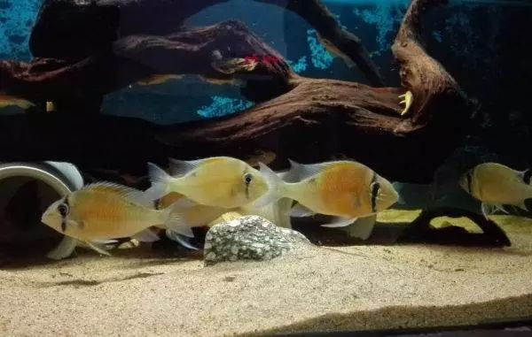 让你欲罢不能又爱又恨,这些观赏鱼简直太萌了