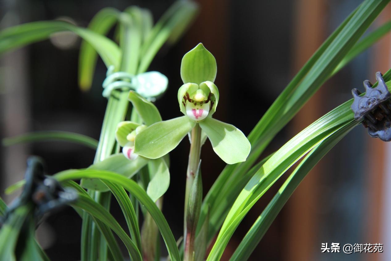 兰花养殖方法兰花品种大全,兰花品种中哪个品种喜欢湿一点