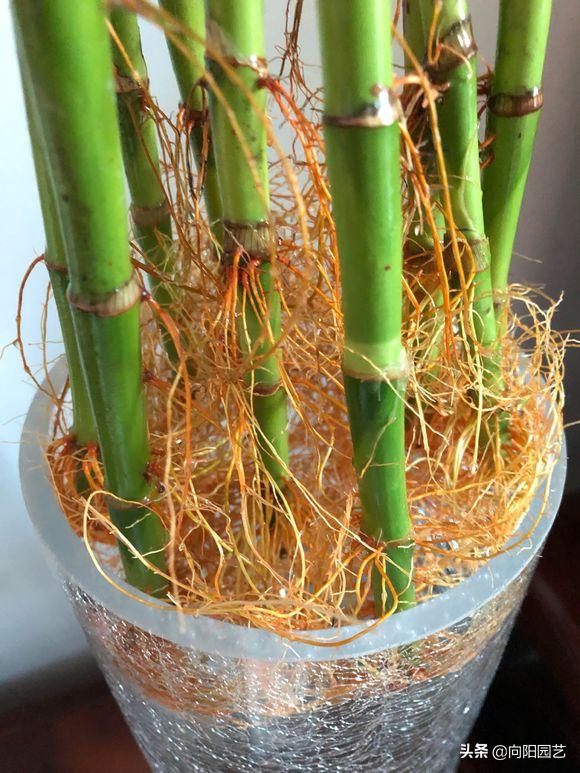 富贵竹叶子发黄，水体发臭，学学养护小技巧，冬天也能呼呼长