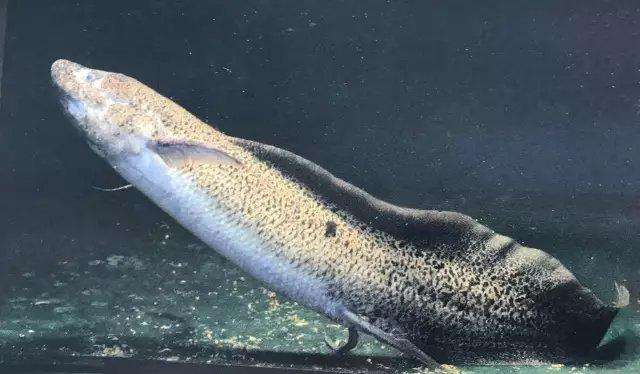 单鳃呼吸的鱼可以怎么救,鱼是用鳃呼吸的鳃的主要部分是