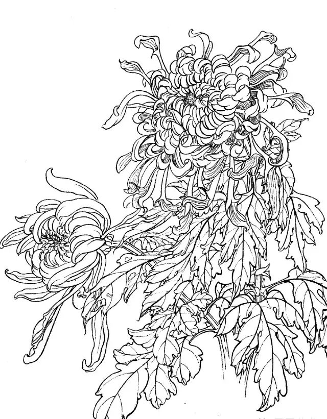 如何画菊花小写意步骤,菊花各种姿态写意画法