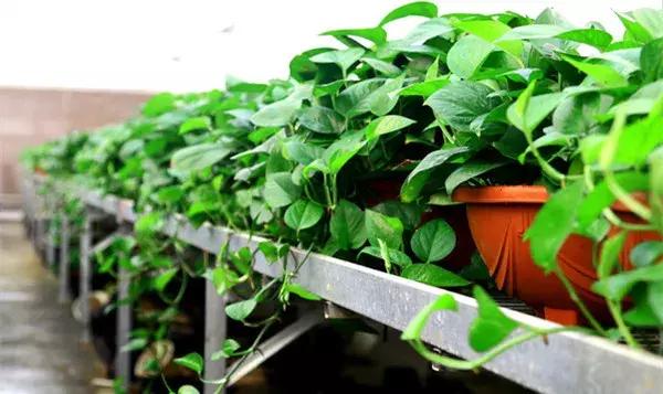 绿萝怎么养好爬满100个墙壁,绿萝怎么分盆养才能爆盆和爬满墙