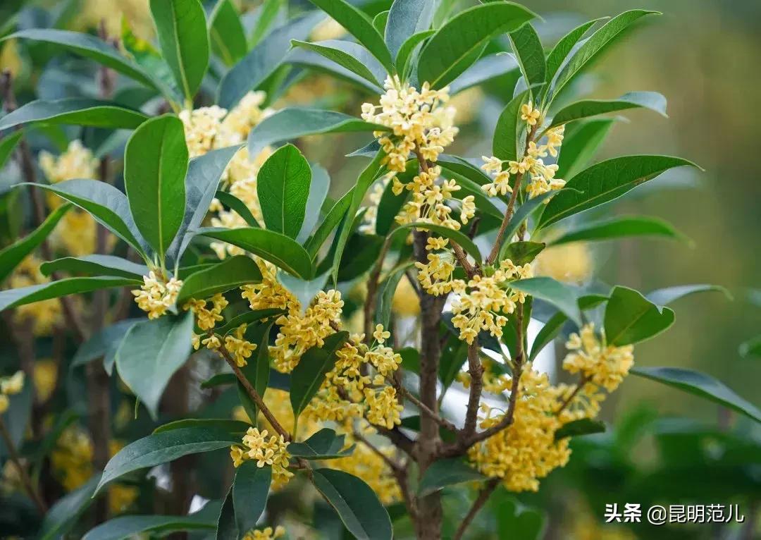 桂花落雨满园香|来黑龙潭公园感受初秋的气息