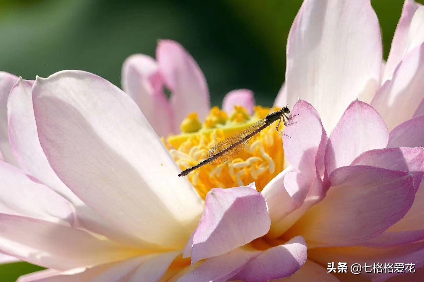 荷花年年开，看荷的人儿年年来，又闻荷花香