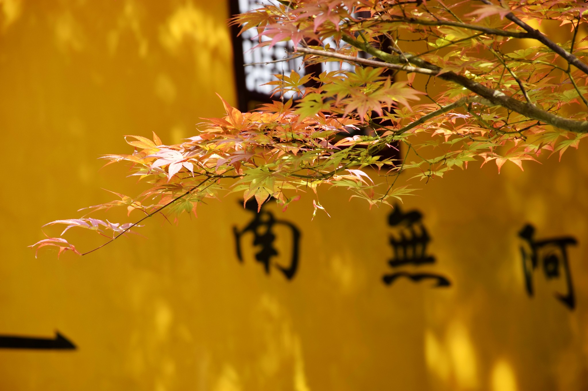 九华山在哪?大部分人不知道,这个小城是否要改为“九华山市