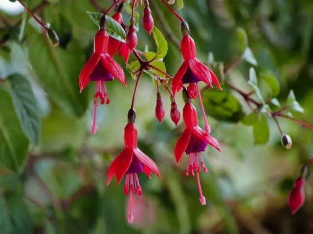 倒挂金钩灯笼花怎么养,倒挂金珠怎么养