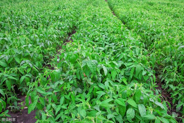 大豆主要病虫害及防治,大豆病虫害如何预防